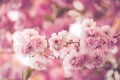 Branch full of pink faded flowers in summer blossom time on pink