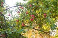 Branch full of ripe apples in the old garden Royalty Free Stock Photo