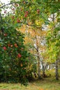 Branch full of ripe apples in the old garden Royalty Free Stock Photo