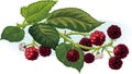 Branch full of ripe blackberries.