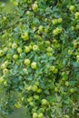 A branch full of ripe green apples Royalty Free Stock Photo