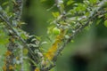 A branch full of ripe green apples Royalty Free Stock Photo