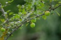 A branch full of ripe green apples Royalty Free Stock Photo