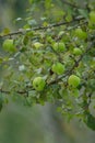 A branch full of ripe green apples Royalty Free Stock Photo