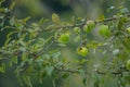 A branch full of ripe green apples Royalty Free Stock Photo
