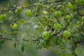 A branch full of ripe green apples Royalty Free Stock Photo