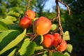 Branch full of ripe orange juicy apricots