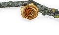 Branch with fungus and orange rose on white background Royalty Free Stock Photo