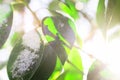Dreamy light coming through green leaves covered with snow Royalty Free Stock Photo