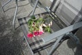 A branch of Giant fuchsia \'Bella Rosella\' lies on a garden chair in September. Berlin, Germany