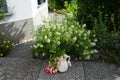 A branch of Giant fuchsia \'Bella Rosella\' stands in a pitcher on a terrace against of Lobularia maritim