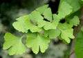 Branch of the Ginkgo two-bladed (Ginkgo biloba L.) with green leaves