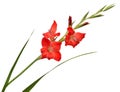 Branch of a gladiolus red flower isolated on white background Royalty Free Stock Photo