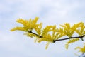 Branch of gleditsia triacanthos sunburst