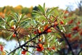 A branch of gold buckthorn berries on the background of wildlife Royalty Free Stock Photo