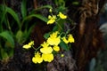 Branch of golden button orchids shines on background of dark green leaves