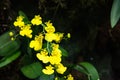 Branch of golden button orchids shines on background of dark green leaves