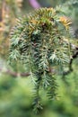 Branch of a Golden Irish Yew (lat. Taxus baccata \