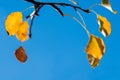 Branch with golden, yellow leaves against blue sky. Royalty Free Stock Photo