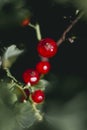 Branch of gooseberry with ripe currants in the garden