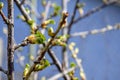 Branch of gooseberry with swollen and blooming buds. Early spring. Beginning of juice movement. Preparing buds for budding.