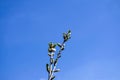 Branch of gooseberry with swollen and blooming buds. Early spring. Beginning of juice movement. Preparing buds for budding.