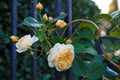 Branch of gorgeous fresh yellow spray roses on the old forged fence at the garden