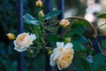 Branch of gorgeous soft yellow spray roses on the old forged fence at the garden