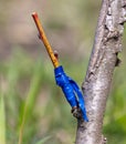 A branch is grafted on a fruit tree Royalty Free Stock Photo