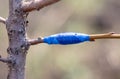 A branch is grafted on a fruit tree Royalty Free Stock Photo