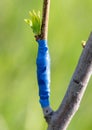 A branch is grafted on a fruit tree Royalty Free Stock Photo