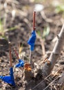 A branch is grafted on a fruit tree Royalty Free Stock Photo