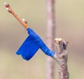 A branch is grafted on a fruit tree Royalty Free Stock Photo