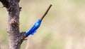 A branch is grafted on a fruit tree Royalty Free Stock Photo