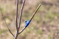 A branch is grafted on a fruit tree Royalty Free Stock Photo