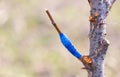 A branch is grafted on a fruit tree Royalty Free Stock Photo