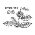Robusta coffee, graphics, engraving