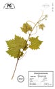 Branch grape bush isolated