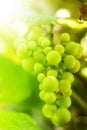 Branch of grape vine Royalty Free Stock Photo