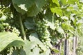 Branch grape vine with grapes cluster Royalty Free Stock Photo