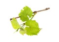 Branch of grape vine with young leaves, white background Royalty Free Stock Photo