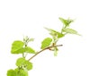 Branch of grape vine with young leaves, white background Royalty Free Stock Photo