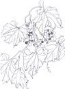 branch of grapes with fruits and leaves, graphic linear black and white drawing, botanical sketch Royalty Free Stock Photo