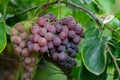 Branch grapes growing with bee