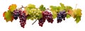 Branch of Grapes isolated on white background, summer fruits concept, realistic design illustration, generative ai Royalty Free Stock Photo