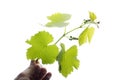 Branch of a grapes with leaves in a hand on a white background Royalty Free Stock Photo