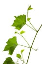 Branch of grapevine isolated on white background. vine grapes. Young tendrils and a vine of grapes. Spring. Greenery Royalty Free Stock Photo