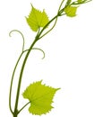 Branch of grapevine isolated on white background. vine grapes. Young tendrils and a vine of grapes. Spring. Greenery