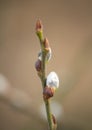 A branch of great sallow (pussy willow, goat willow, salix caprea) with furry catkins in early spring.