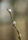 A branch of great sallow (pussy willow, goat willow, salix caprea) with furry catkins in early spring.